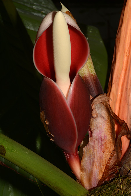 Philodendron strictum