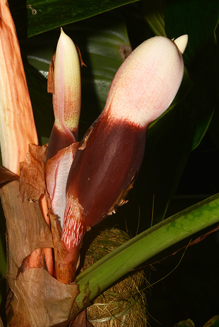 Philodendron strictum