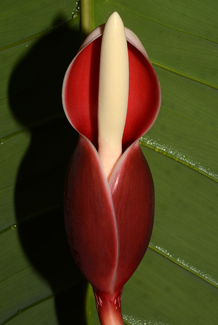 Philodendron strictum