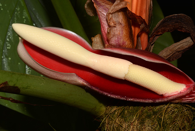 Philodendron strictum