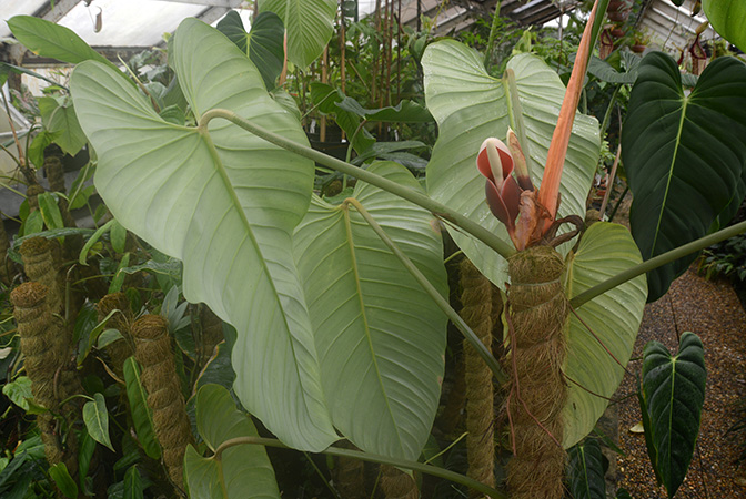 Philodendron strictum