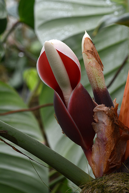Philodendron strictum