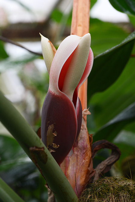 Philodendron strictum