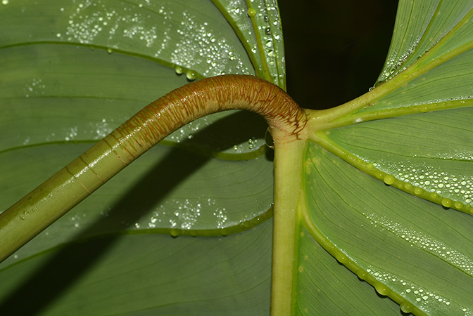 Philodendron strictum