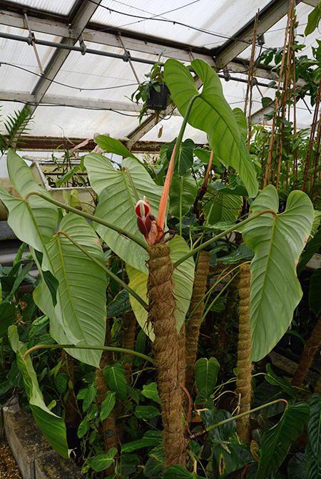 Philodendron strictum