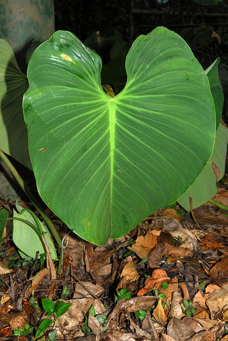 Philodendron strictum