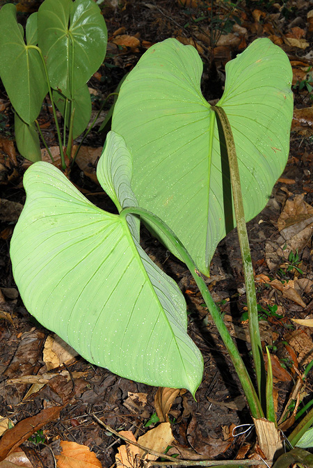 Philodendron strictum