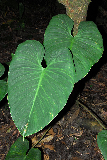 Philodendron strictum