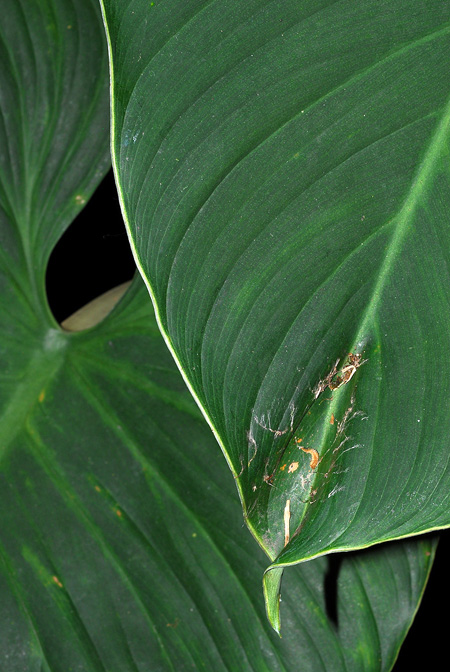 Philodendron strictum
