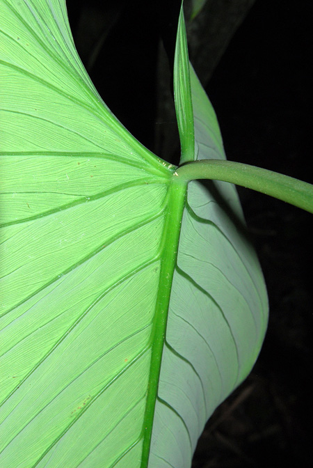 Philodendron strictum