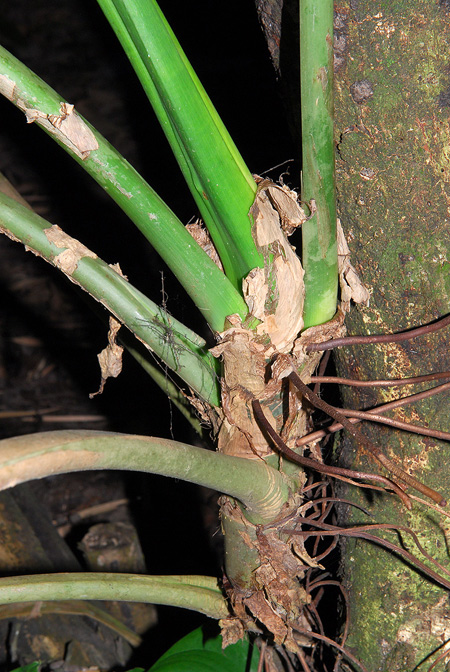 Philodendron strictum