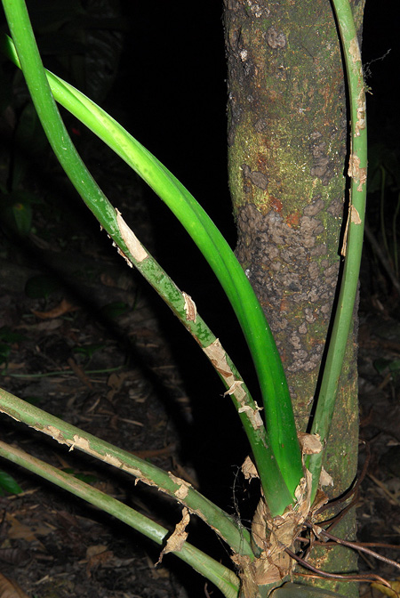 Philodendron strictum