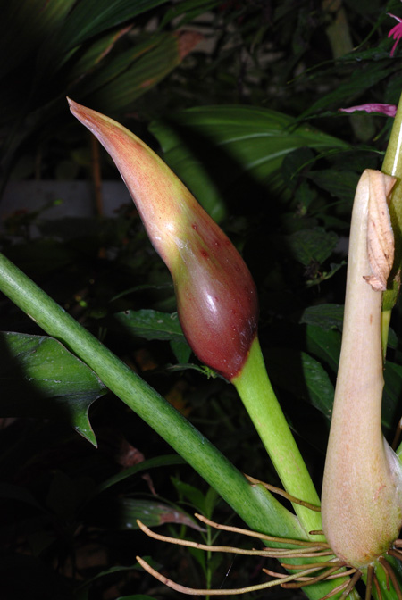 Philodendron subhastatum