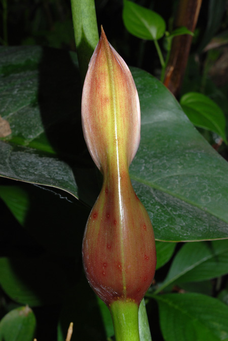 Philodendron subhastatum