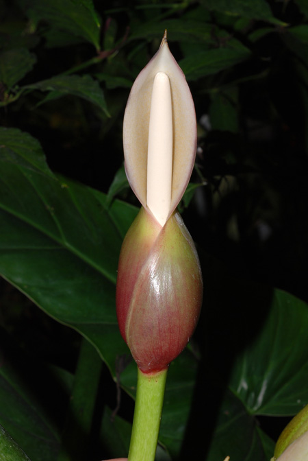 Philodendron subhastatum