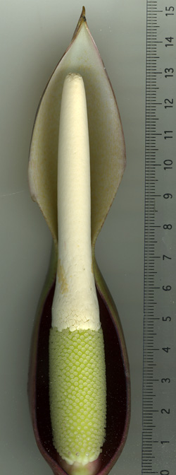 Philodendron subhastatum