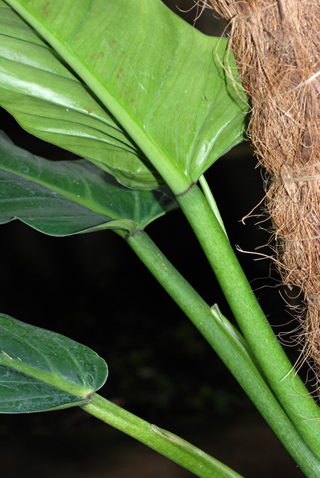 Philodendron subhastatum
