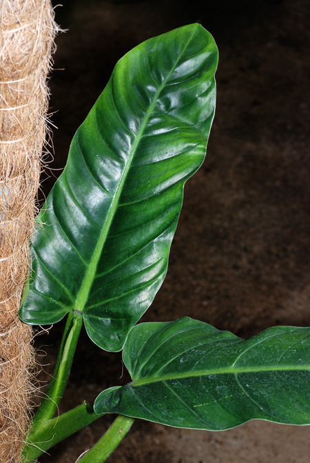 Philodendron subhastatum