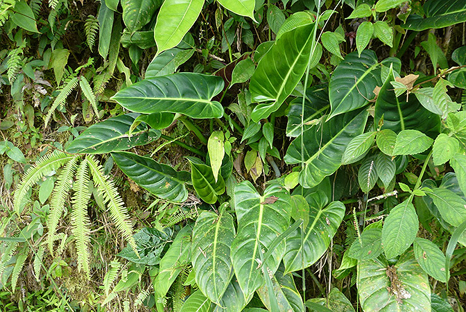 Philodendron subhastatum
