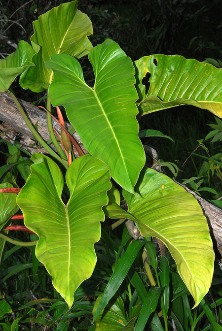 Philodendron subhastatum