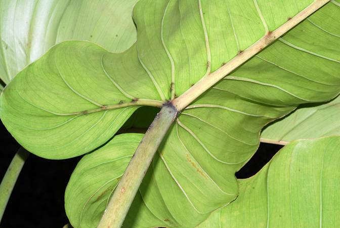 Philodendron subhastatum