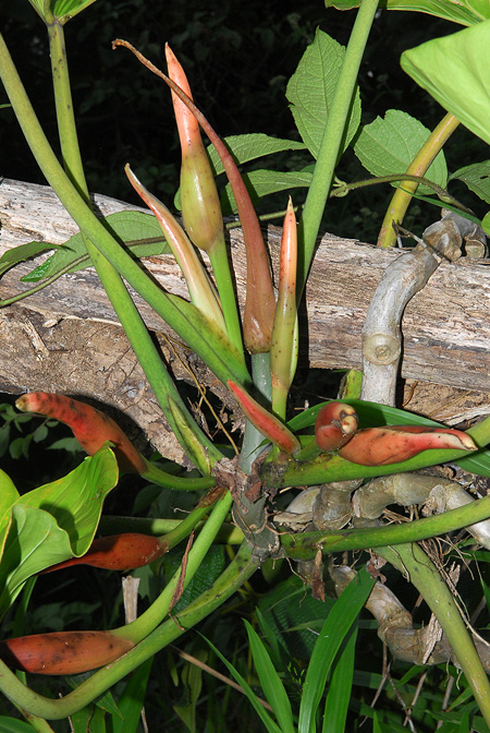 Philodendron subhastatum