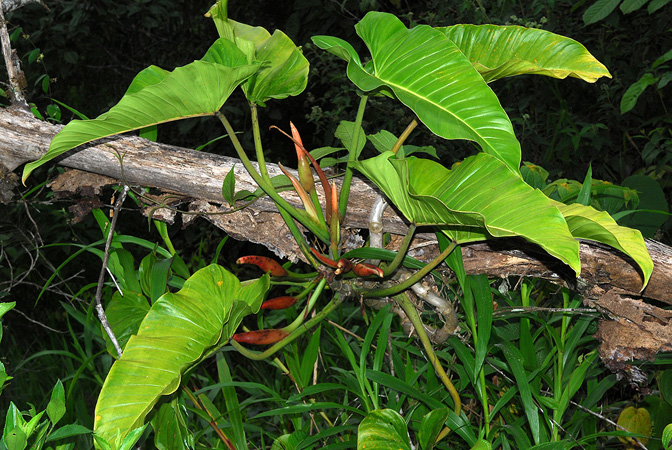 Philodendron subhastatum