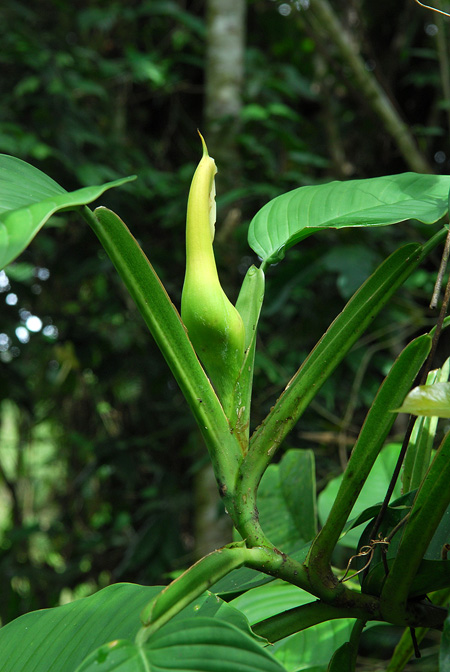 Philodendron sulcatum