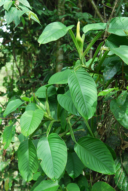 Philodendron sulcatum