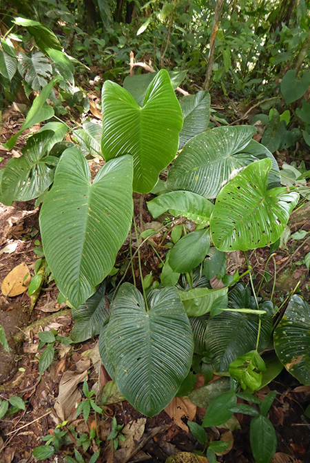 Philodendron tenue