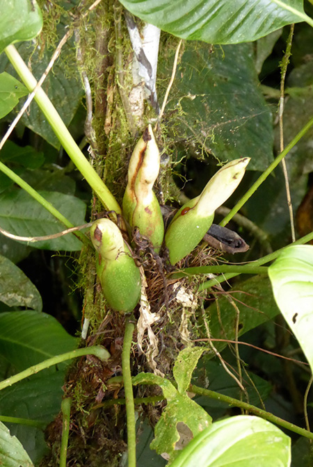 Philodendron tenue