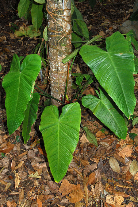 Philodendron tenue