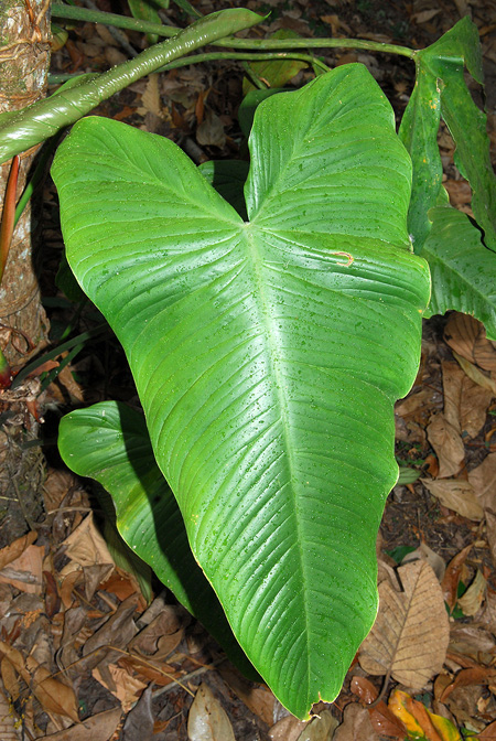 Philodendron tenue