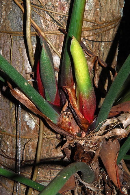 Philodendron tenue