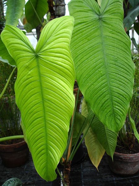 Philodendron tenue