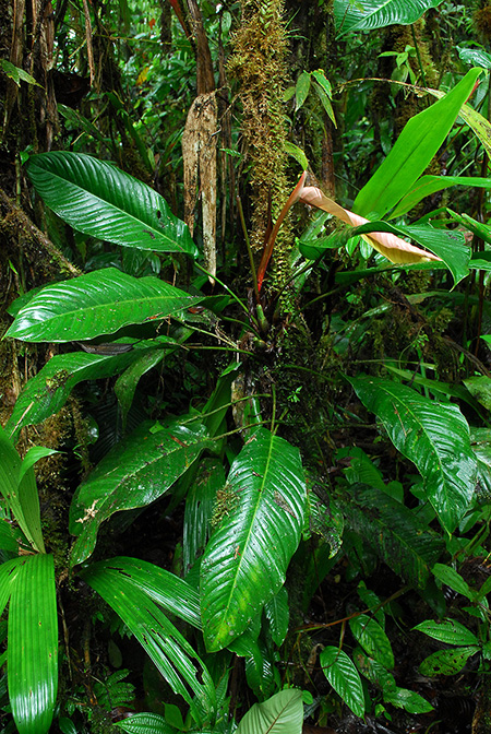 Philodendron tenuipes