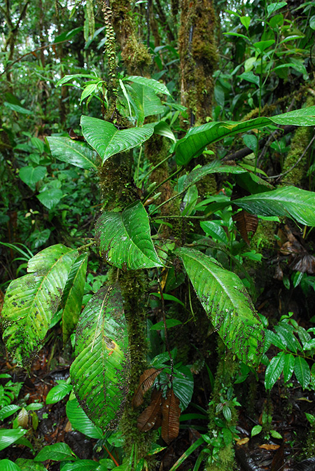 Philodendron tenuipes