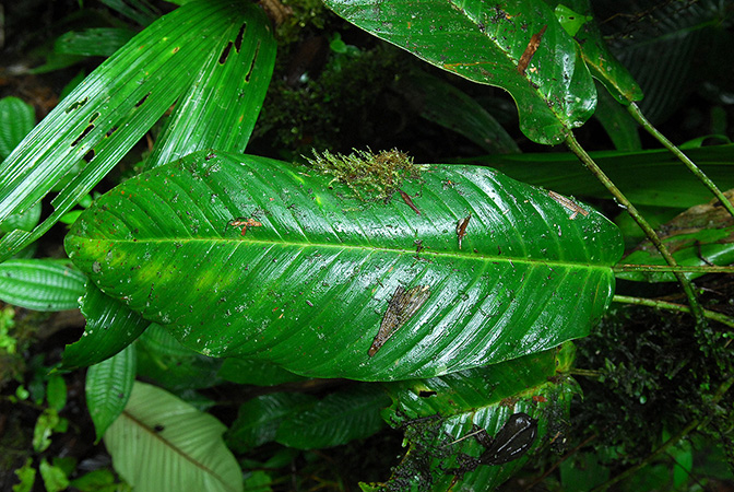 Philodendron tenuipes