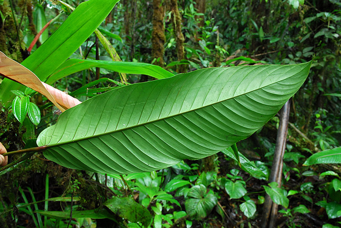 Philodendron tenuipes