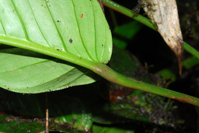 Philodendron tenuipes