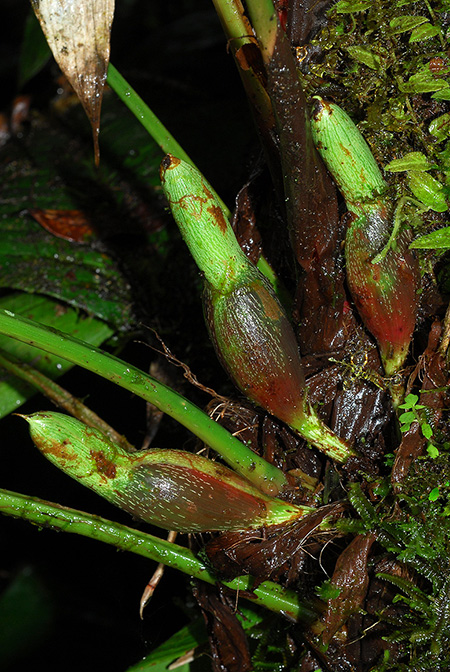 Philodendron tenuipes