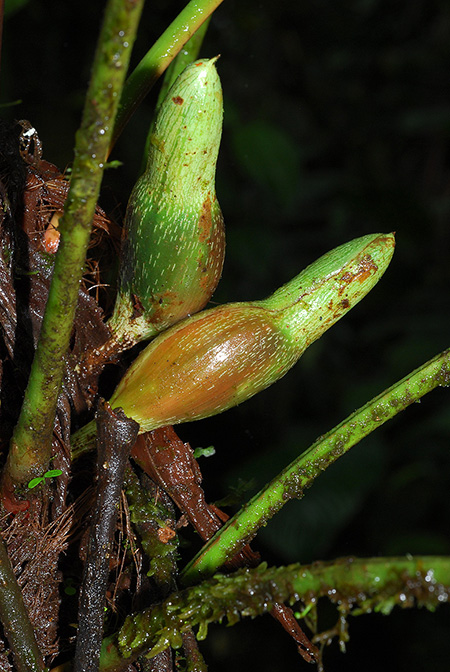 Philodendron tenuipes