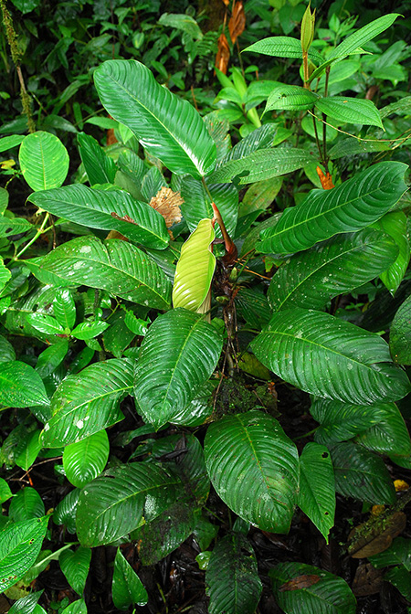 Philodendron tenuipes