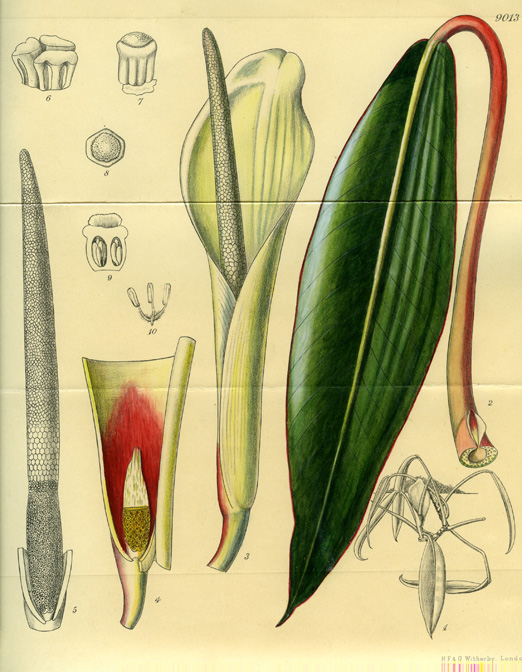 Philodendron teretipes