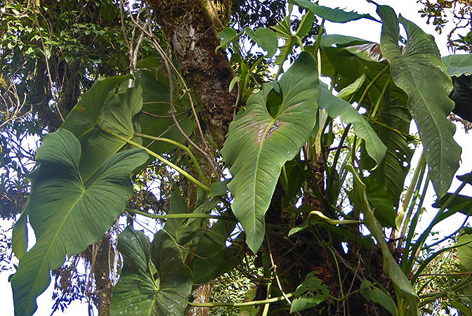 Philodendron thalassicum