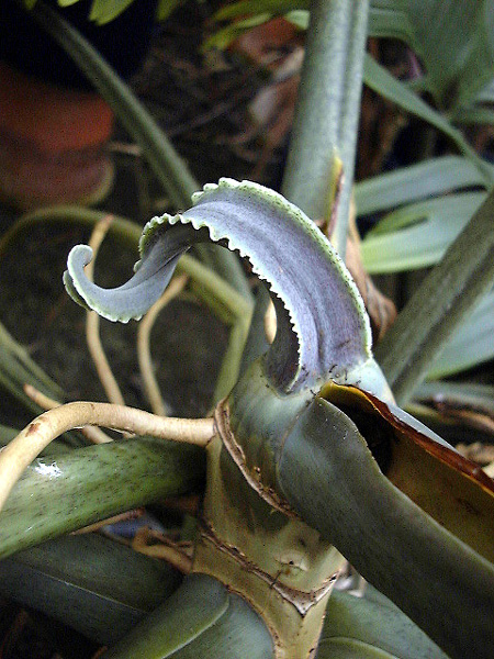 Philodendron tortum