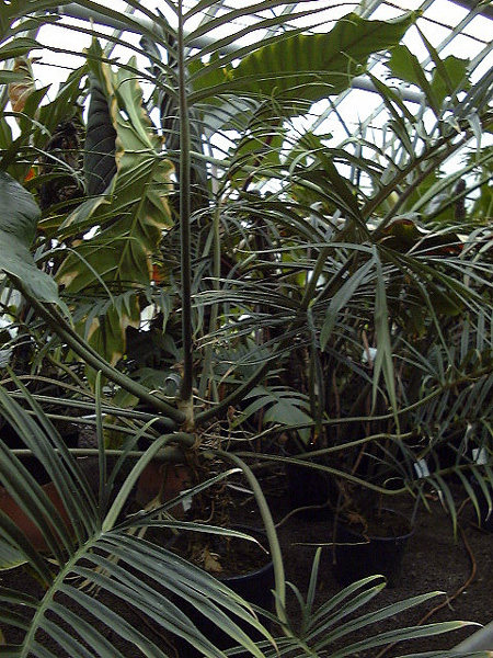 Philodendron tortum