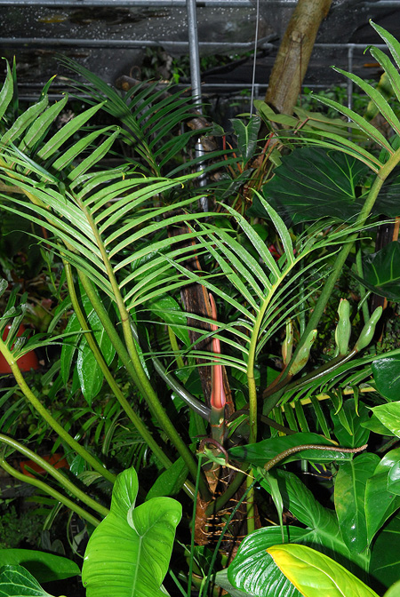 Philodendron tortum