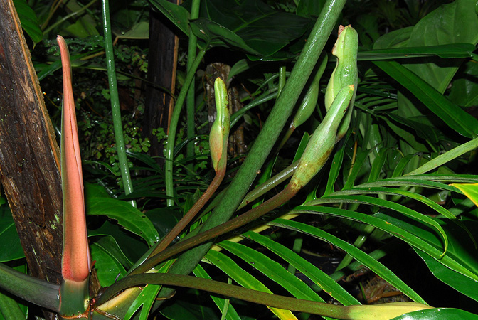 Philodendron tortum