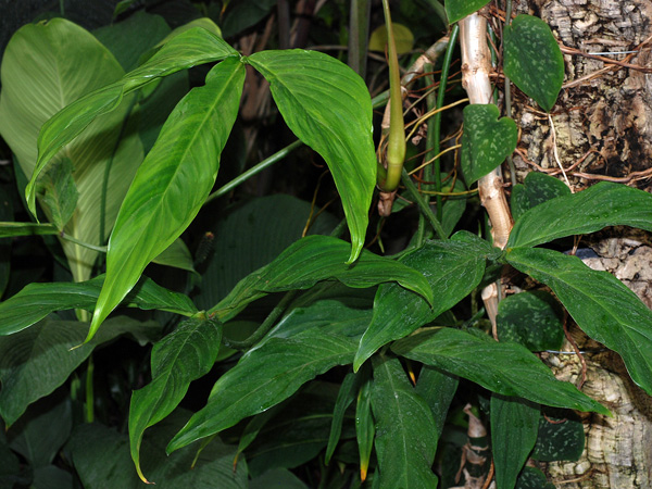 Philodendron tripartitum